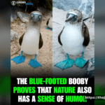 The Bluefoot Bird