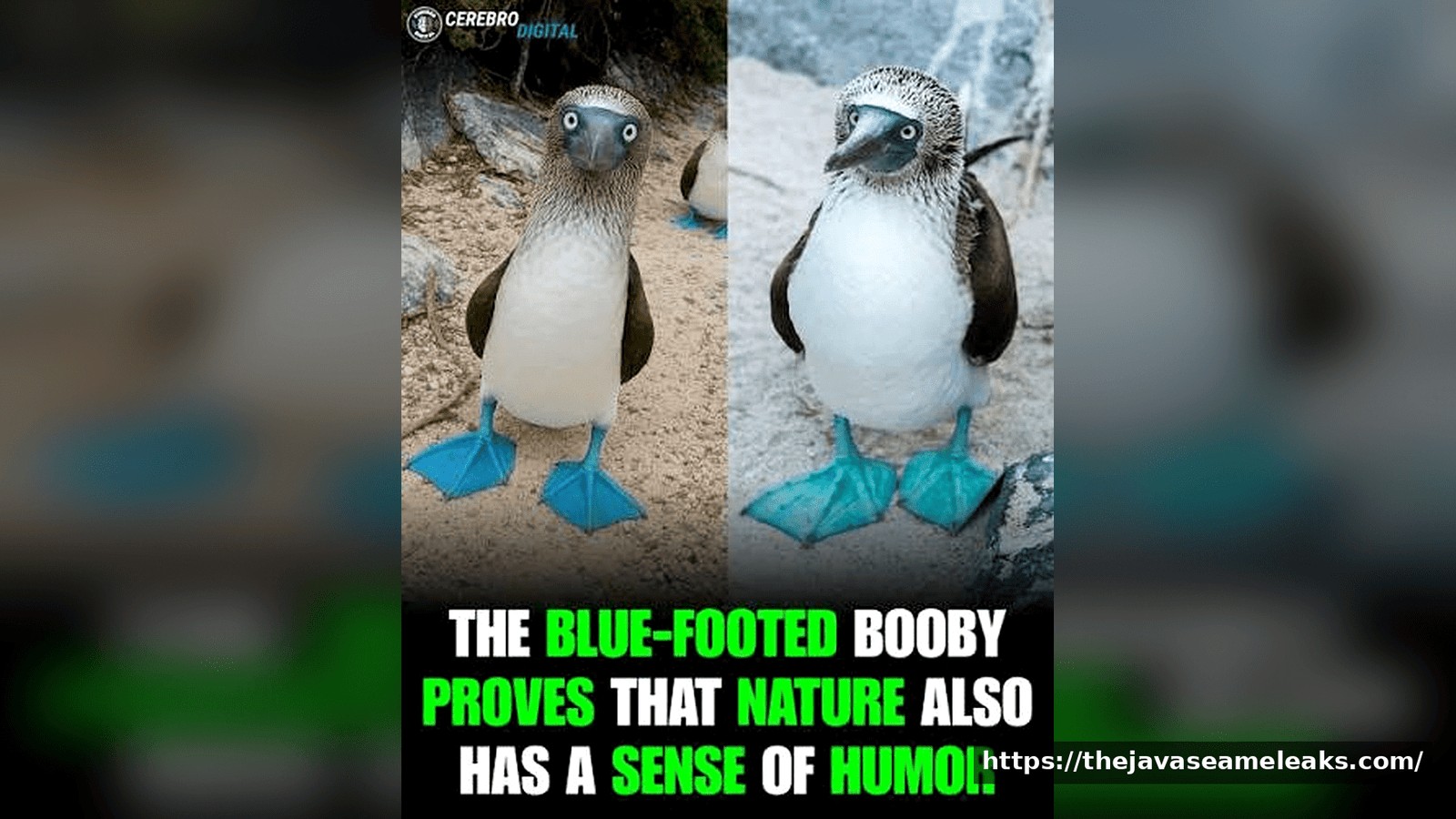 The Bluefoot Bird